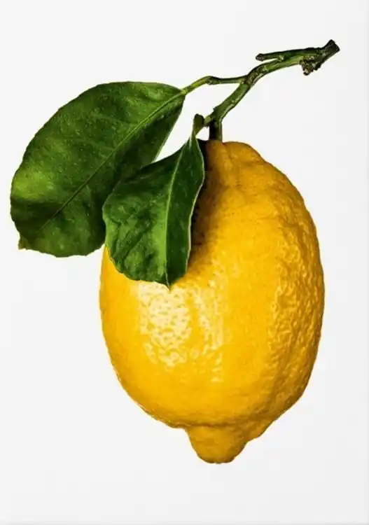 Oferta limitowana The Gourmand's Lemon wer. angielska